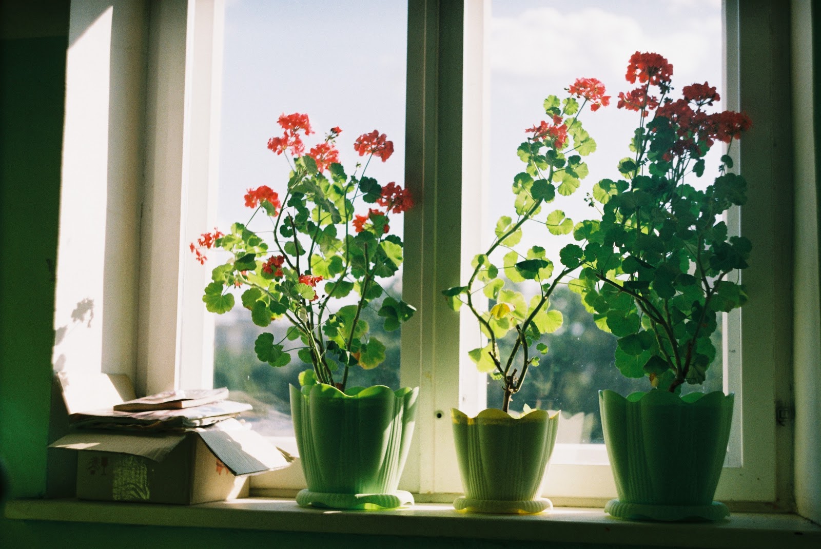 4 Sunlight Tips for Your Indoor Plants - Tenney Plants