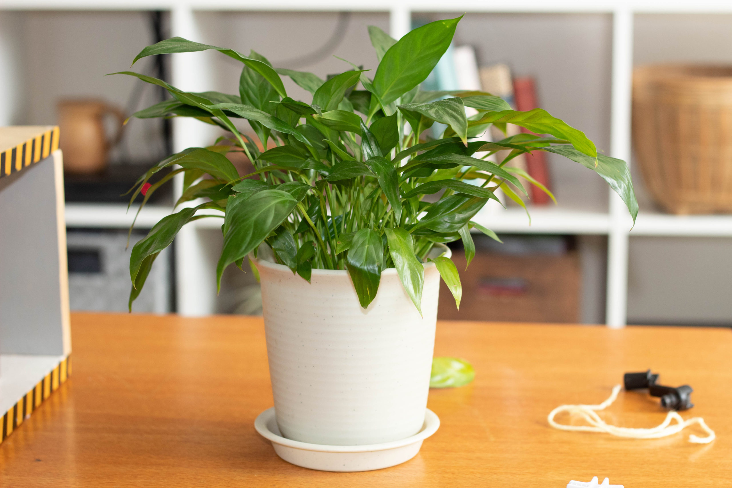 How To Properly Repot A Peace Lily